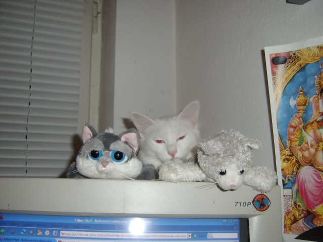 Gatti